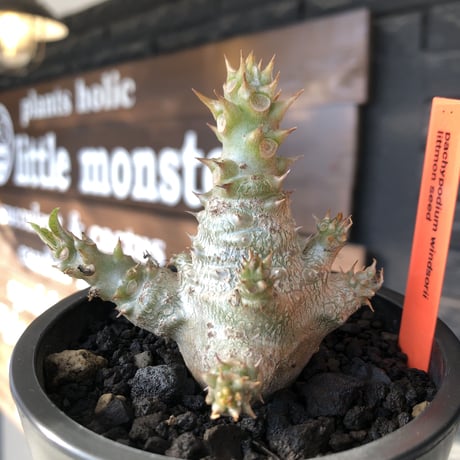 pachypodium windsorii《M size》※選抜littmon seed🌱※weight低き極ぼってり株元&枝振りも◎良樹形※mad black pot植え