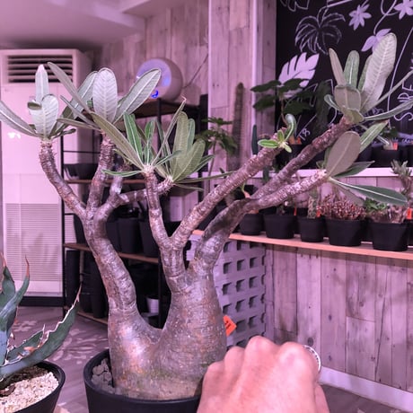 packypodium  gracilius《二分頭株》🌵🌵※現地球株  発根済み株‼︎  　限定1株　※希少株