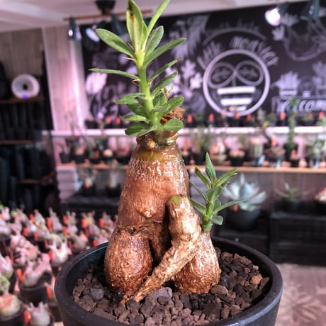 packypodium bispinosum 《M size》※現地球発根済株※小振りでも株元がwildな丁度良きサイズ感‼︎※mad black pot植え