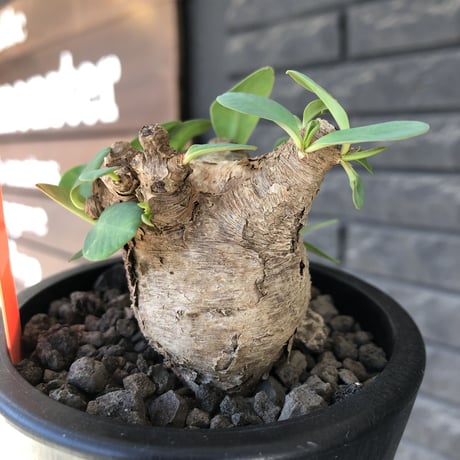 euphorbia  itremensis 《M size》※現地球発根後店主国内管理3年株※まん丸塊根で可愛くボコボコと変形しながら枝作りし変化も楽しめる一株※mad black pot植え