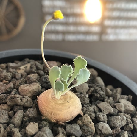 othonna  cacalioides《大きめS size》激希少‼︎現地球発根後店主国内管理6年株※主に実生株の流通の中、大変レアな一株※mad black pot植え