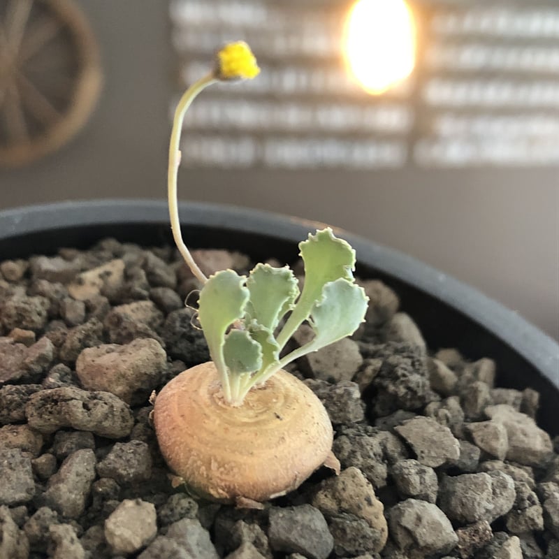 othonna cacalioides《大きめS size》激希少‼︎現地球発根後店主国内管