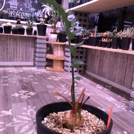 encephalartos   horridus《姫鬼蘇鉄》