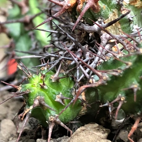 euphorbia golisana《M size》※現地球株発根済※木質化した極太主頭から伸びる良枝振りとコントラストが美しく厳つい棘々しさも堪らない‼︎※black bowl pot植え