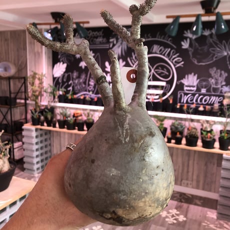 packypodium    gracilius《L size》輸入後間もないまん丸新鮮株🌵vo⑦  限定2株