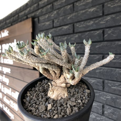 euphorbia tulearensis《 L size》※現地球発根後店主国内管理3年株※bigサイズ‼︎希少性No.1塊根ユーフォルビア‼︎※mad black pot植え