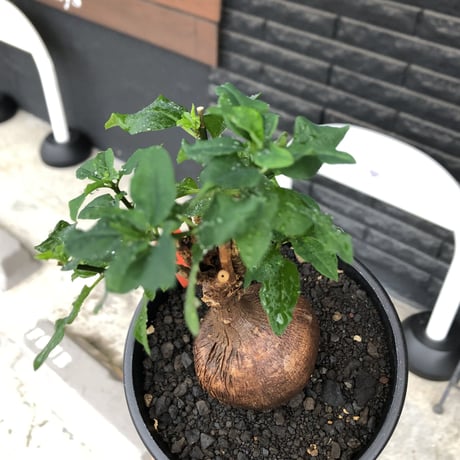 euphorbia hedyotoides《L size》球体大株※現地球株発根済※中々出会えないほど丸み強き塊根と良き枝振りが堪らない美しい一株‼︎※black pot植え