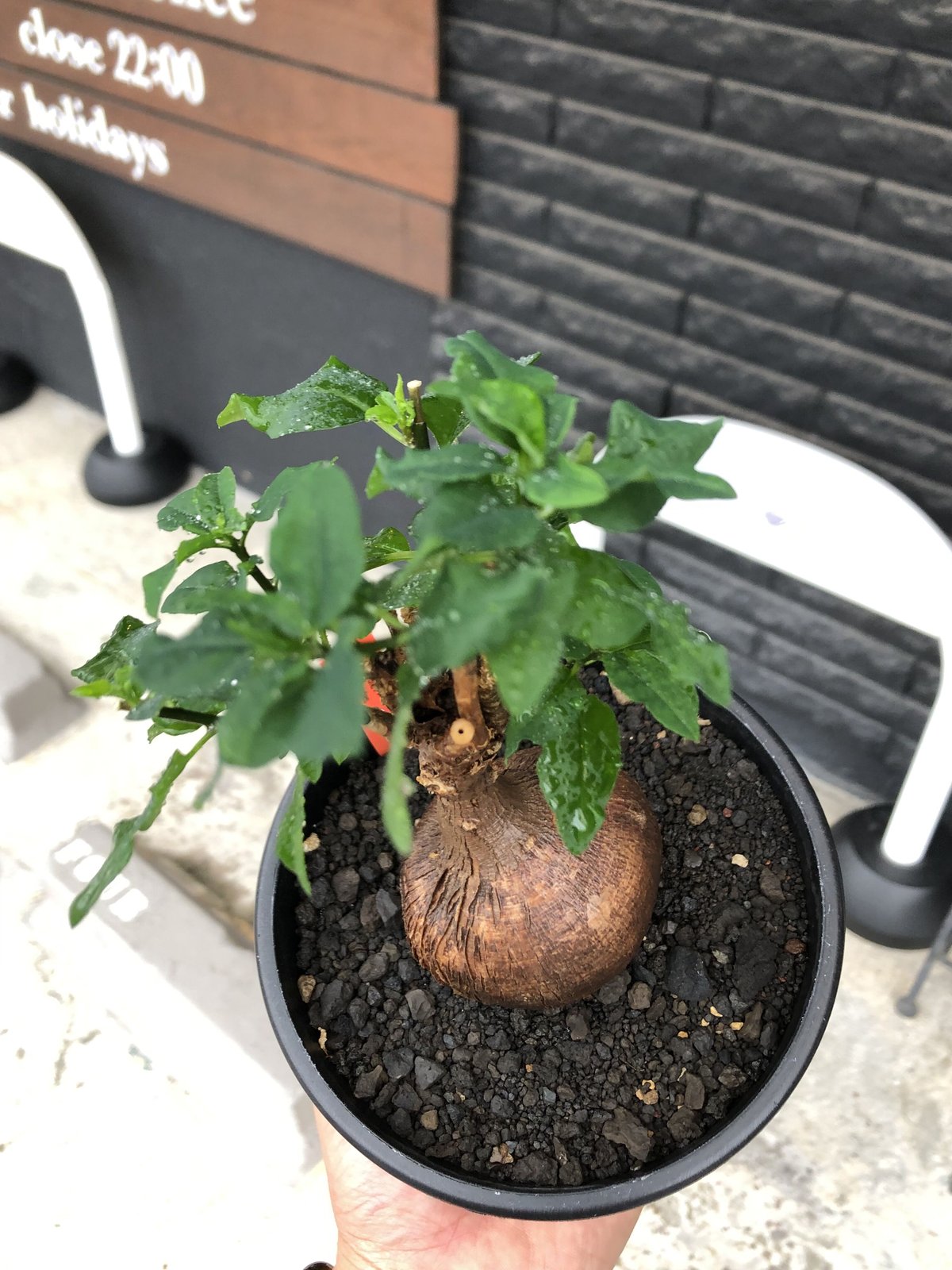 コーデックス ユーフォルビア ヘディオトイデス Euphorbia hedyotoides