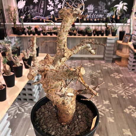 commiphora   humbertii《 L size》※発根済み株  男前な佇まい
