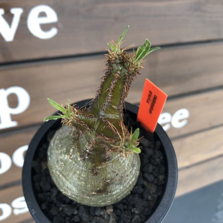 pachypodium  gracilius《大きめS size》まん丸ぼってり樹形※現地球発根済株※店主国内管理2年株※可愛すぎるまん丸樹形＆表皮美肌が堪らない※mad black pot植え