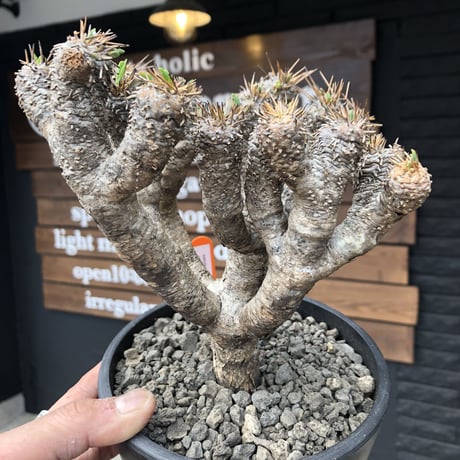euphorbia    guillauminiana《L  size》