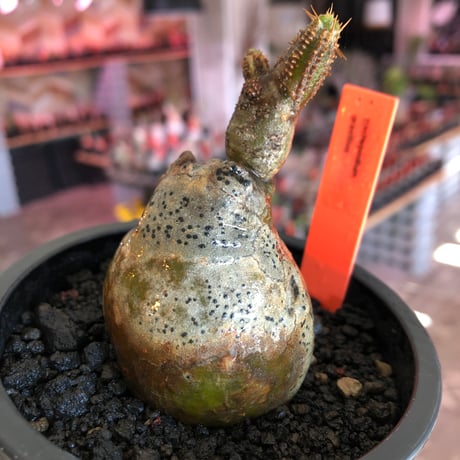 pachypodium gracilius《S size》一部green肌株※現地球発根後店主国内管理3年株※極短枝のコロコロまん丸樹形のかわいいグラキ※mad black pot植え