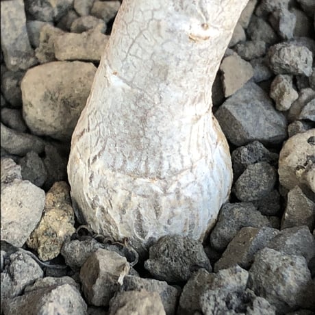 othonna clavifolia《M size》激希少※現地球発根済株※個体が激減し輸入厳しいぷっくり多肉質の葉を展開する冬型の人気者‼︎オススメ株※mad black pot植え