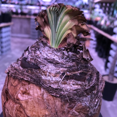 boophane   disticha  《 L size》※驚愕‼︎big過ぎる球体株‼︎※mad black bowl pot植え