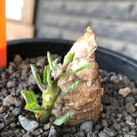 pterodiscus   elliottii 《M size》驚愕‼︎激希少種※現地球発根後店主国内管理3年株※綺麗&味深さを併せ持つ大変希少な一株‼︎※mad black pot植え