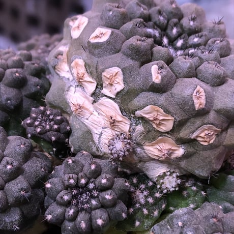 copiapoa   hypogaea《LL  size》※激希少群生株※現地球自根株※店主国内管理3年株※wildな一部木質化したヒポ群生株※mad black marble bowl pot植え
