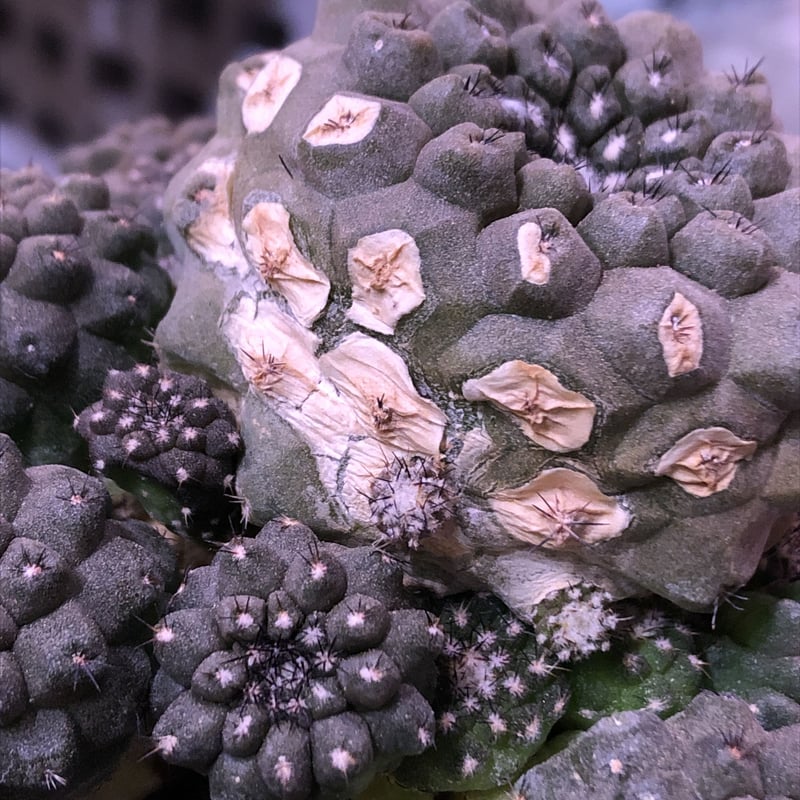 【Anthuroom】AOS x ブルーパピ 4【斑入り個体】 Anthurium AOS x AOS 4