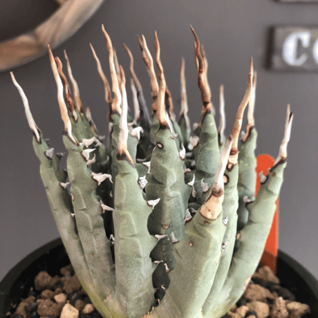 agave  utaensis  var.eborispina（var.陽炎type）※現地球発根済株※ジリジリ陽炎typeのwildエボリ‼︎※mad black bowl pot植え