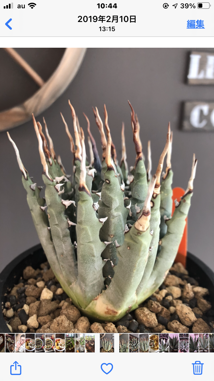agave utaensis var.eborispina(var.陽炎type)※現地球 agave utaensis var.eborispina(var.陽炎type)※現地球
