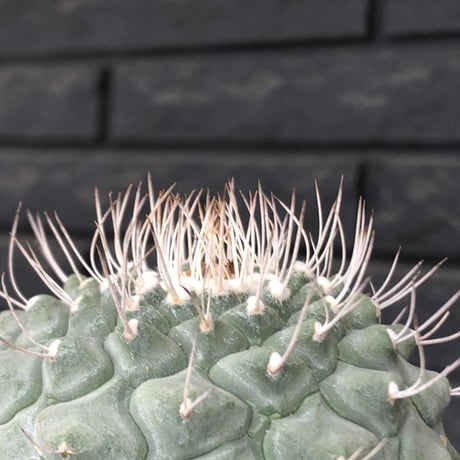 strombocactus 白棘菊水《大きめL size》※激希少‼︎現地球株カキ仔自根大株（自根歴16年）※カキ仔株の為、良きDNAを受け継ぐbig白棘菊水※mad black pot植え