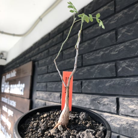 pachycormus discolor 象の木 littmon  seed🌱 《5年株》※成長極遅いなか美しく立派に育ってくれた繊細な一株※mad black bowl pot植え