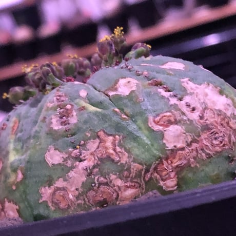 euphorbia  obesa《大きめM  size》※現地球発根済株※ちょうど良きサイズ感&一部木質化した味深きwildオベサ※mad black bowl pot植え
