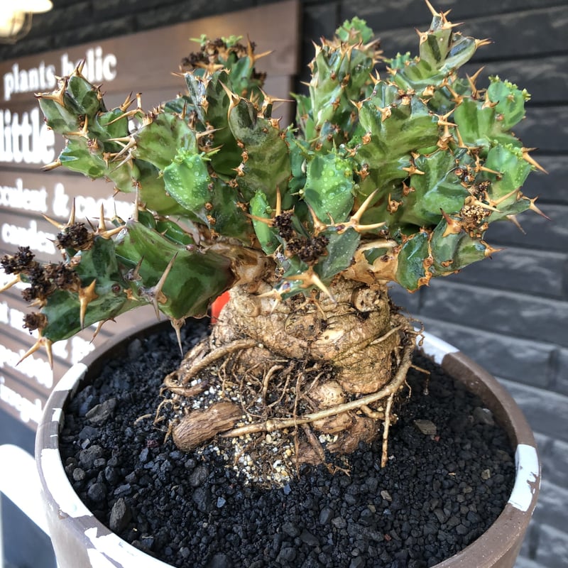 euphorbia tortirama（XL size）※現地球株発根済（店主所有株）※この上