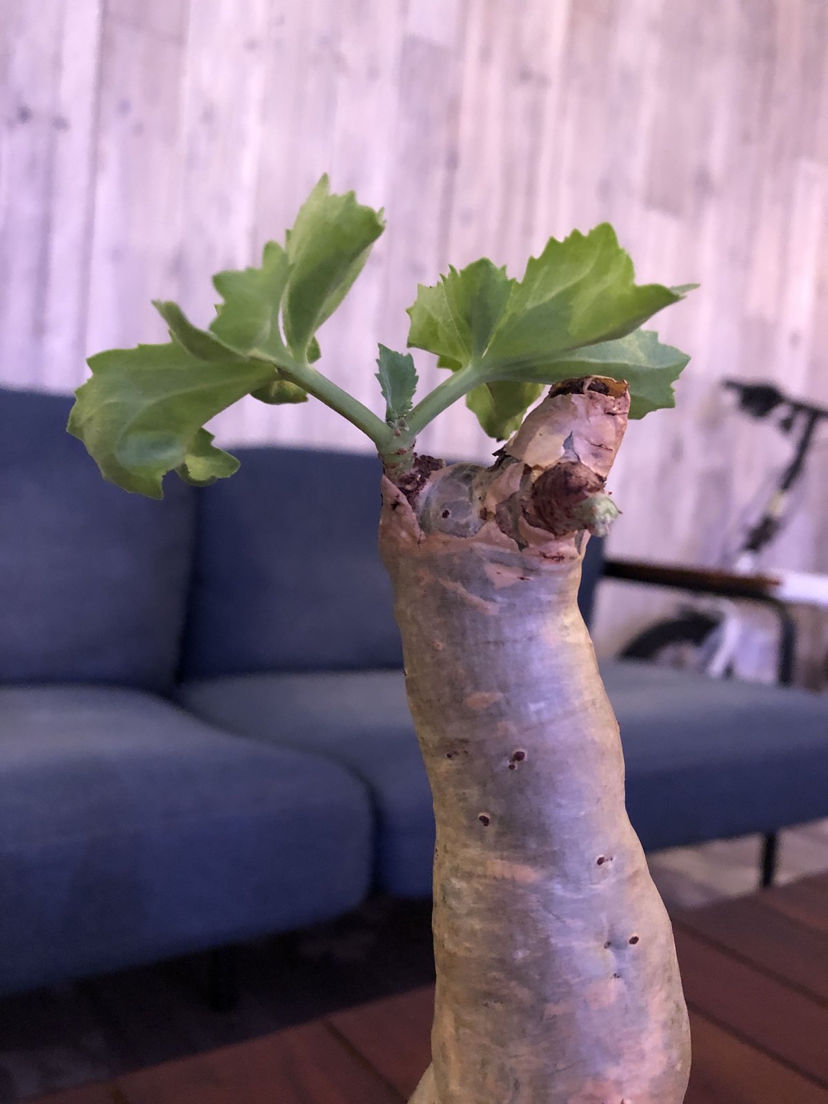 cyphostemma betiforme《M size》ボコボコが堪らない‼︎大変人気な