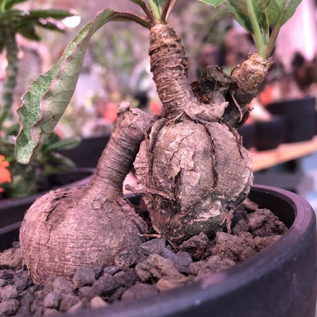 euphorbia subapoda《M size》驚愕希少‼︎W-he'd株※威勢よく展開中のスバポダ希少ニ分頭株‼︎融合したかの如くの装いが堪らない‼︎※mad  black bowl pot植え