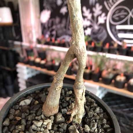 operculicarya decaryi  littmon seed🌱 《3年株》※成長早く感じ育てられる上、幹上がり仕立てのインテリア性高き一株※mad  black  pot植え
