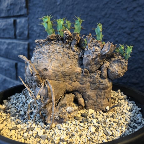 euphorbia    clavigera《激希少》M size