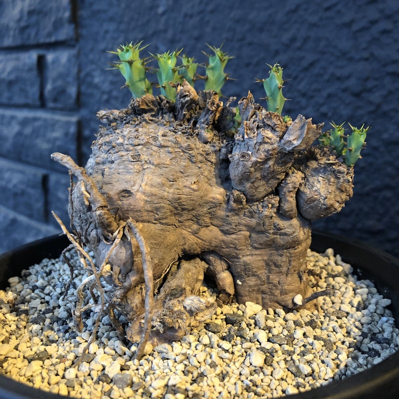 【希少】ユーフォルビア　トルチラマ　検パキプス　グラキリス　塊根　クラビゲラ 希少】ユーフォルビア トルチラマ 検パキプス グラキリス 塊根