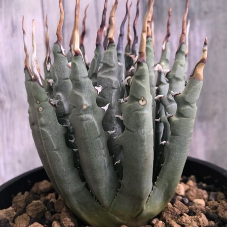 agave     utaensis   eborispina《陽炎type-M size》