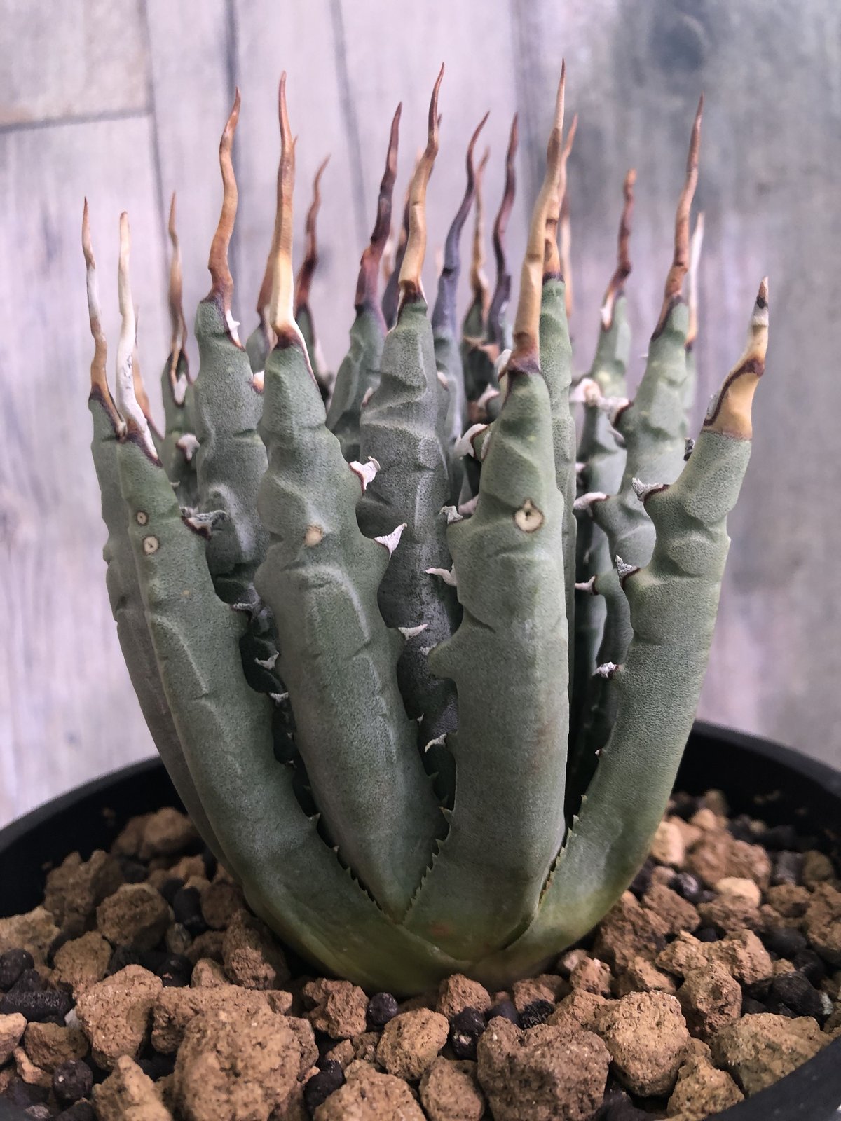 agave utaensis eborispina《陽炎type-M size》