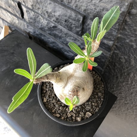 packypodium  gracilius  《大きめM size》 ※現地球  発根済み株   mad black pot植え  白く！丸い！