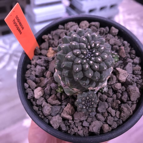copiapoa   hypogaea《M  size》子吹き株※現地球カキ仔自根株※店主国内管理3年株※黒肌に優しい黒棘がwildなヒポガエア※mad black bowl pot植え※No.④