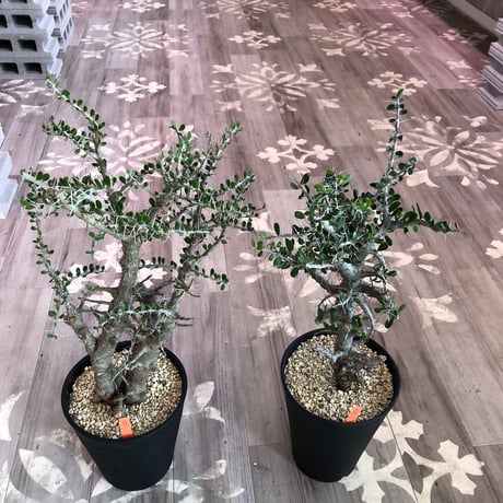 alluaudia    comosa《LＬ size》
