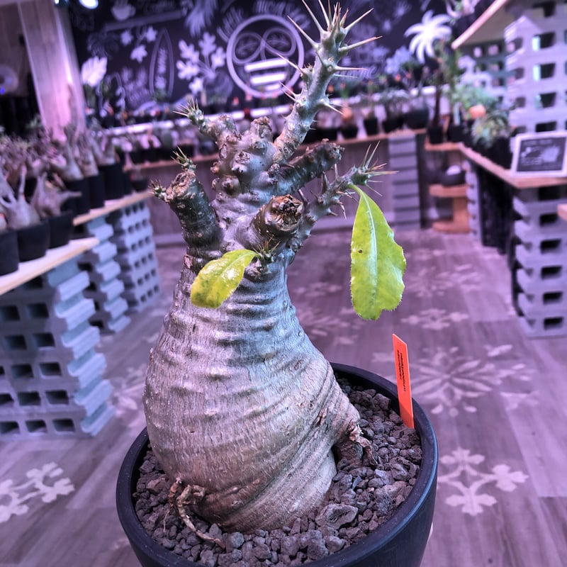 Pachypodiumパキポディウムグラキリス まん丸 迷彩肌 現地球 発根済 パキポディウム グラキリス 【現地球/発根済み】HK2402614