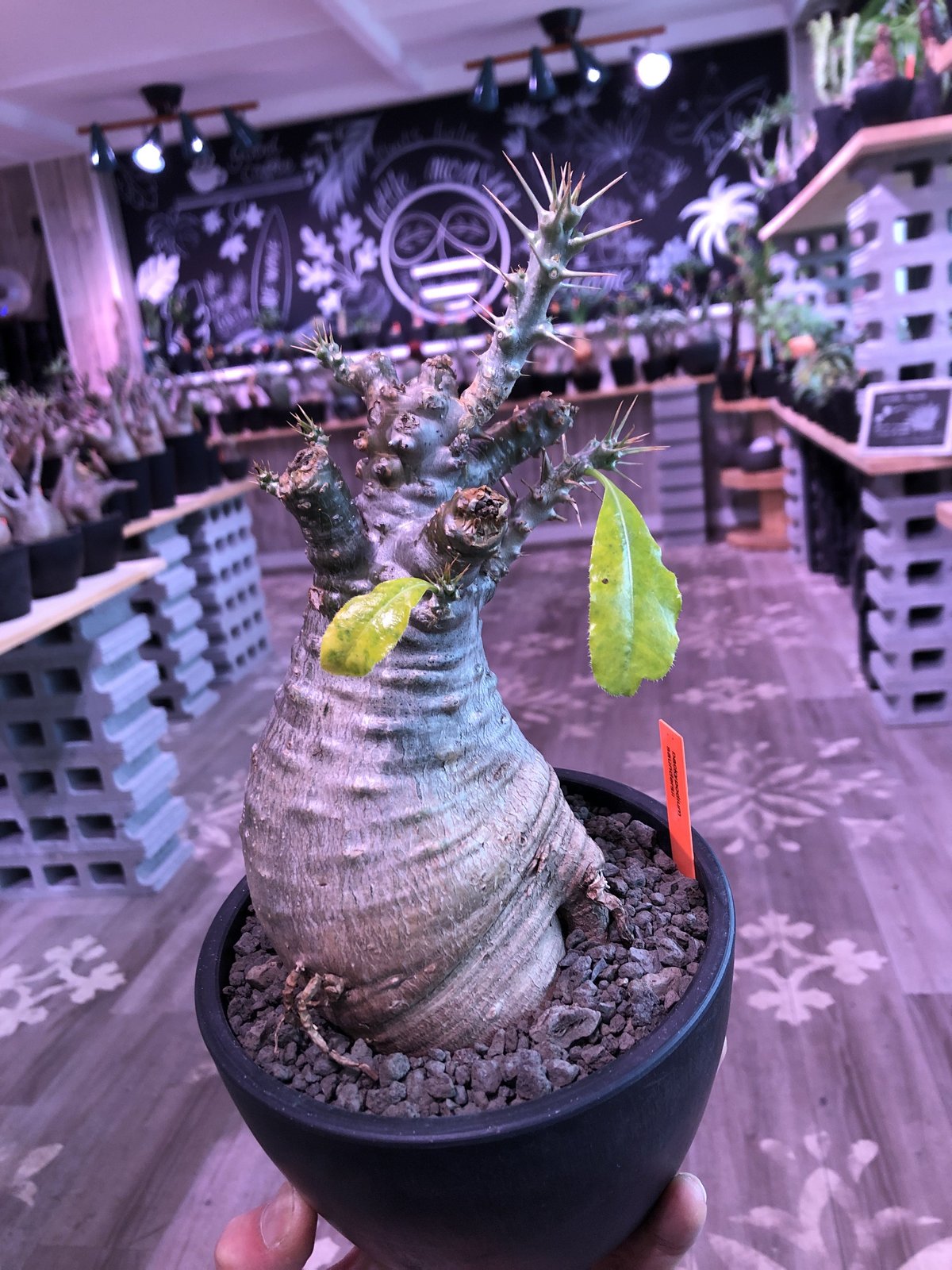 packypodium saundersii(M size)※現地球発根済株※可愛すぎる packypodium saundersii(M size)※現地球発根済株※可愛すぎる