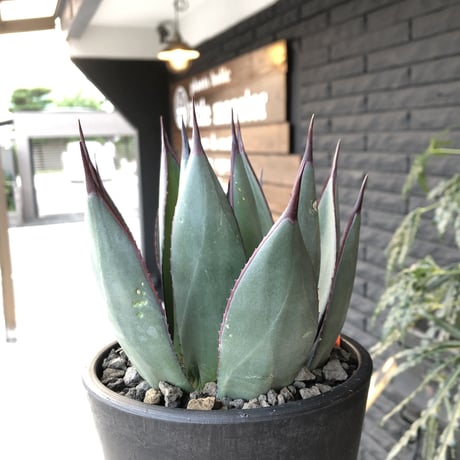 agave   blue ember《M size》