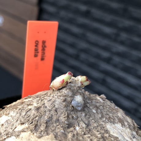 adenia ovata《L size》激希少種※現地球発根後店主国内管理7年株※恐竜の🥚卵かの如く‼︎味深き装いの希少種※信楽陶器鉢植え