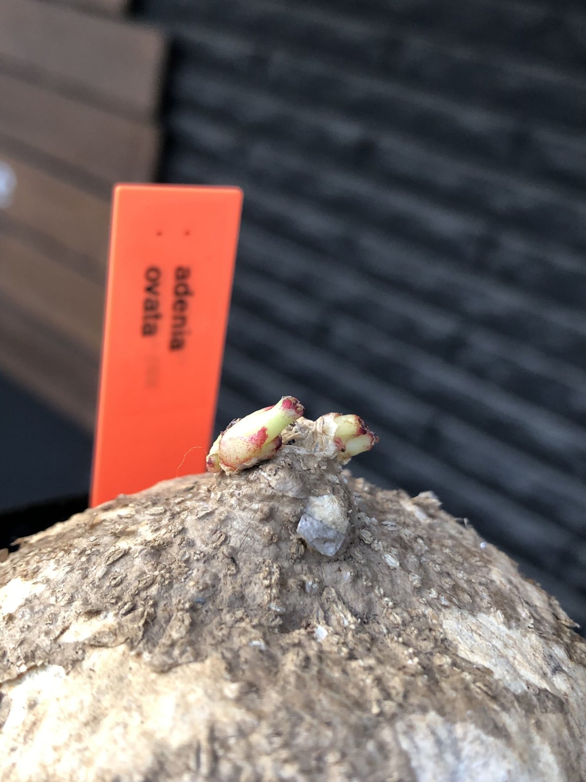 adenia ovata《L size》激希少種※現地球発根後店主国内管理7年株 adenia ovata《L size》激希少種※現地球発根後店主国内管理7年株