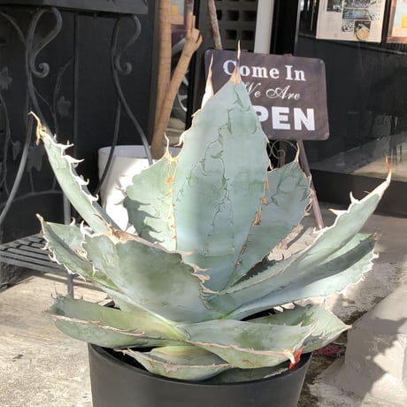 agave  titanota whiteice《大きめLL size》※現地球発根済株※美しく肉厚の葉にその名の通り白棘とのcontrastが堪らないbig株‼︎地植え可能‼︎