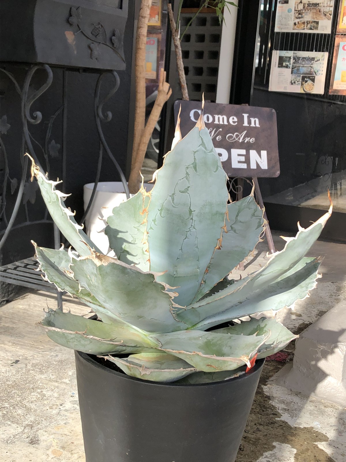 agave titanota whiteice《大きめLL size》※現地球発根済株※美し
