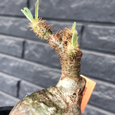 pachypodium gracilius《小さめM size》まん丸球体&一部green肌※現地球発根後店主国内管理1年株※大変球体感強くまん丸で愛くるしい一株※mad black pot植え