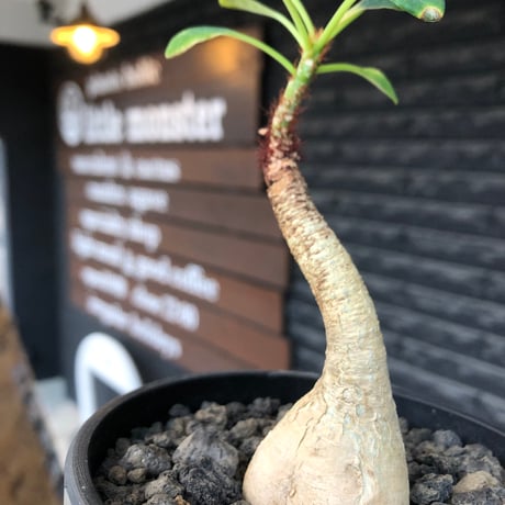 euphorbia ramena《M size》※現地球株発根済※ぽっこり丸み強き株元＆絶妙に捻くれた枝振りバランスが愛らしいラメナ※black bowl pot植え