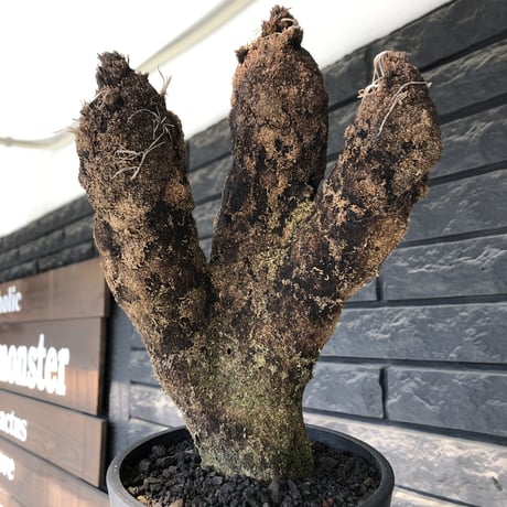 キセロフィタ | STORES