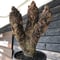 xerophyta trichophylla《S size》※現地球発根後店主国内管理2年株※驚愕強靭株※良balanceな一株※mad black pot植え