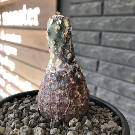euphorbia  pachypodioides《大きめS size 》※現地球発根後店主国内管理3年株※ボコボコ肌まん丸球体樹形‼︎大変人気者な球体株※mad black bowl pot植え