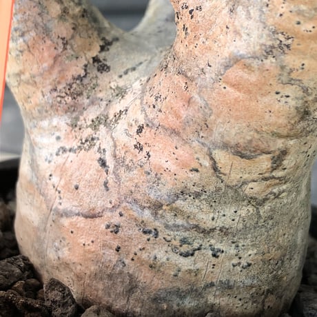 pachypodium gracilius《大きめS size》※ping-beige迷彩肌※現地球発根後店主国内管理3年株※特化したピンクベージュ肌が堪らない一株※mad black pot植え